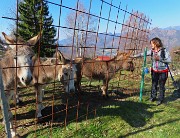 18 Bella accoglienza degli asinelli